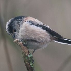 Longtail Tit